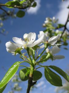 Sunteti fumatoare (fumator)? Ati vrea sa renuntati la fumat? Primavara este anotimpul ideal pentru acest lucru!