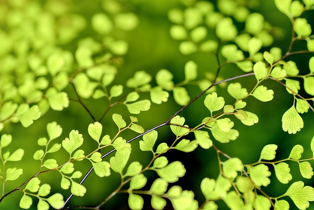 Cele mai importante plante care purifica aerul din casa