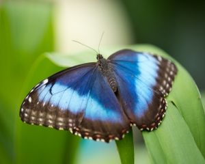 Expozitie de fluturi tropicali vii la Muzeul Antipa