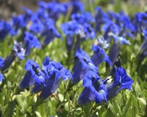 Gentiana stimuleaza pofta de mancare la copii