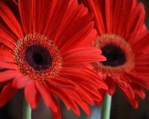 Cum se ingrijeste gerbera?