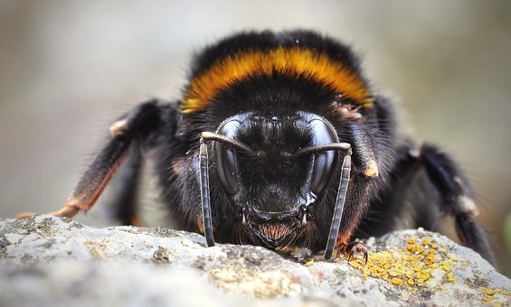 Cum sa scapi de insectele din casa! Iata o metoda incredibila!