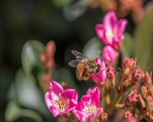 5 motive pentru a consuma mai mult laptisor de matca