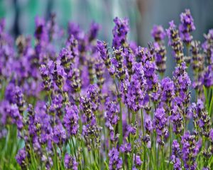 Top 8 beneficii ale uleiului de lavanda