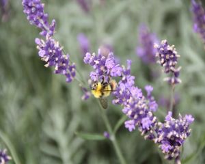 Uleiul de lavanda: 6 utilizari exceptionale