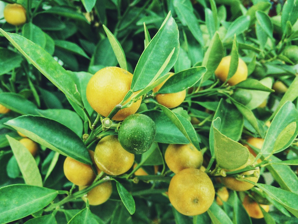 Consuma mai multe fructe si vei slabi garantat. Iata cateva idei de fructe benefice!