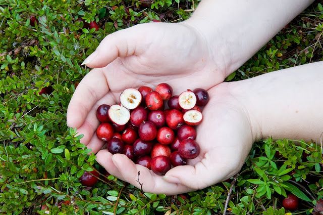 Superalimentele cu cea mai mare densitate nutritiva de pe pamant