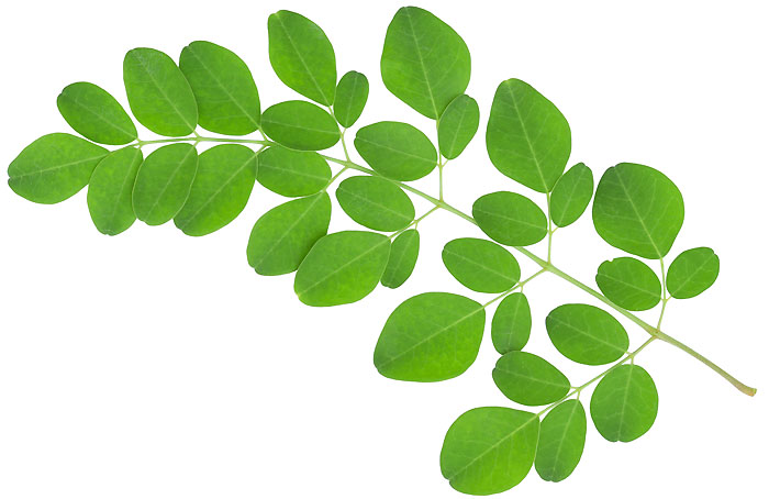 Ce este Moringa, denumit si Arborele Miracol?