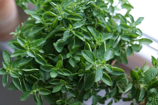 Plante medicinale pe care le poti creste in casa