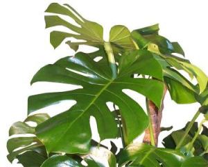 Filodendron sau Philodendron, arborele prietenos