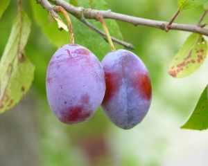 5 beneficii ale consumului de prune