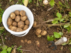 Retete culinare rapide: 6 retete fenomenale cu cartofi!