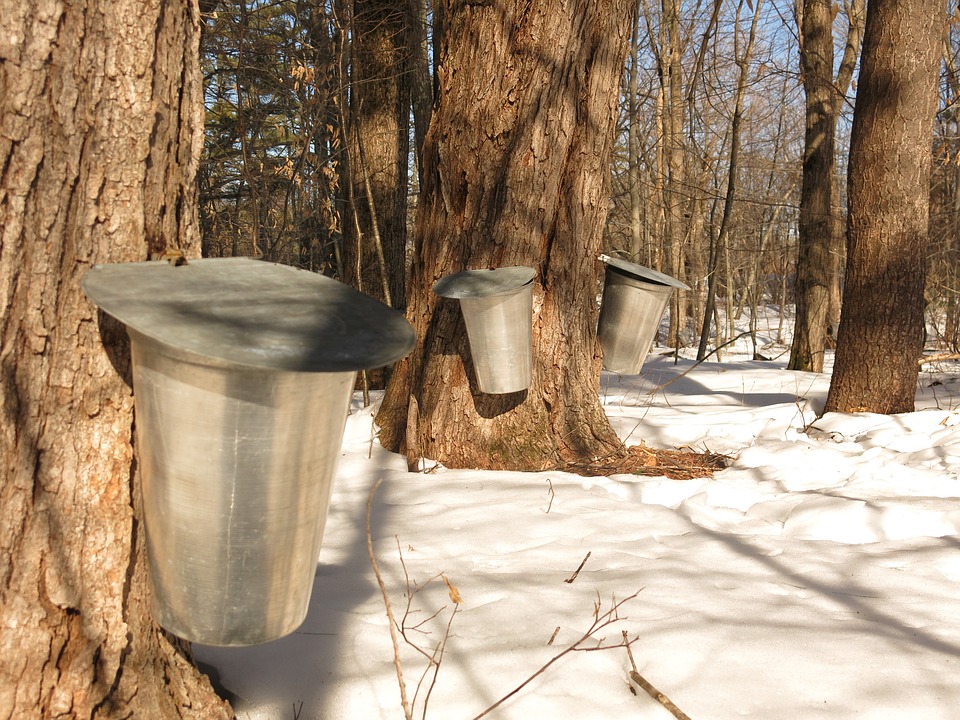 Consumi sirop de artar? Iata ce beneficii are siropul arborelui miraculos!