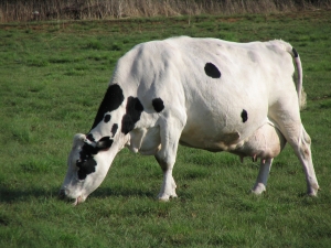 Alternative culinare. Lapte de soia versus lapte de vaca