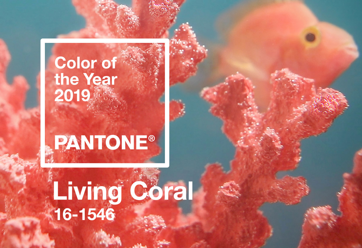 culoarea anului 2019 living coral