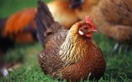 CE solicita Romaniei si altor 12 tari membre sa puna in aplicare interdictia privind custile pentru gaini ouatoare