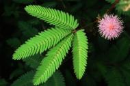 Mimosa pudica, planta rusinoasa