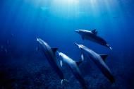 Delfinii seamana cu oamenii mai mult decat se credea. Sunt capabili sa inteleaga moartea