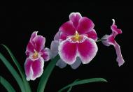 Miltonia, orhideea cu nume nobil