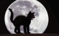 De ce ne e teama de pisica neagra?