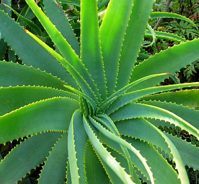 Aloe Vera este cea mai eficienta planta pentru hidratarea pielii