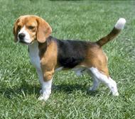Rase de caini. Beagle - animal de companie ideal pentru familiile cu copii