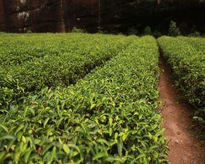 5 beneficii surprinzatoare ale uleiului esential de arbore de ceai
