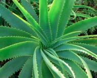 Aloe vera: beneficii uimitoare pentru frumusete si sanatate