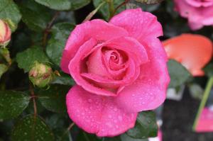 Apa de trandafiri: Remediu 100% Natural Pentru Tenul cu Probleme