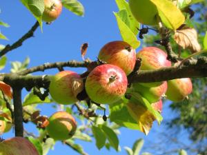 Otetul de mere are efecte miraculoase asupra organismului