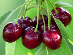 Ciresele: Miraculoasele fructe care te ajuta sa slabesti