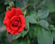 Combaterea bolilor si daunatorilor la trandafiri
