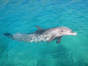 8 lucruri interesante despre delfini