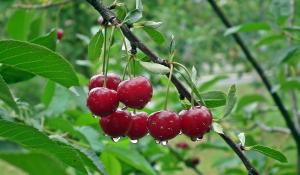Beneficiile consumului de cirese - fructele sezonului