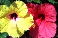 Hibiscus - 8 beneficii incredibile pentru sanatate