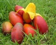 Mango, fruct exotic cu numeroase beneficii pentru sanatate