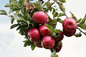 10 motive pentru a manca mere in fiecare zi