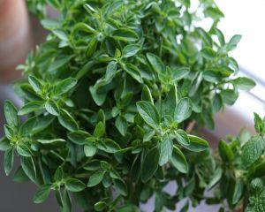 5 plante pentru detoxifierea plamanilor si combaterea infectiilor respiratorii