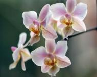 Ce trebuie sa stii despre ingrijirea orhideelor