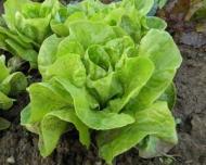 Salata verde, sursa excelenta de vitamine si minerale