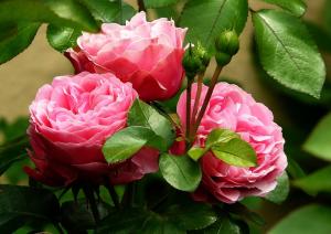 3 trandafiri usor de cultivat in gradina ta